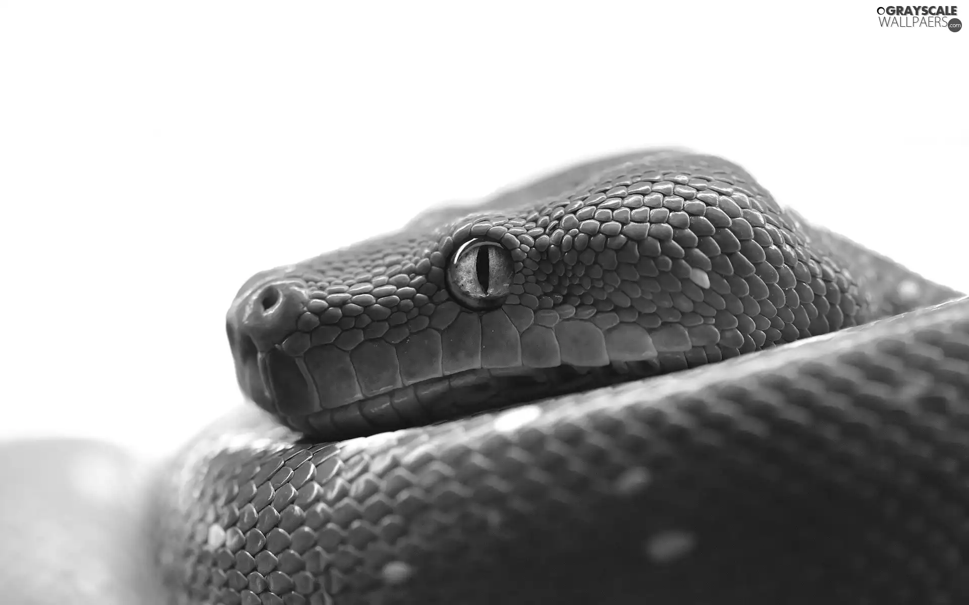 python, Green, Snake