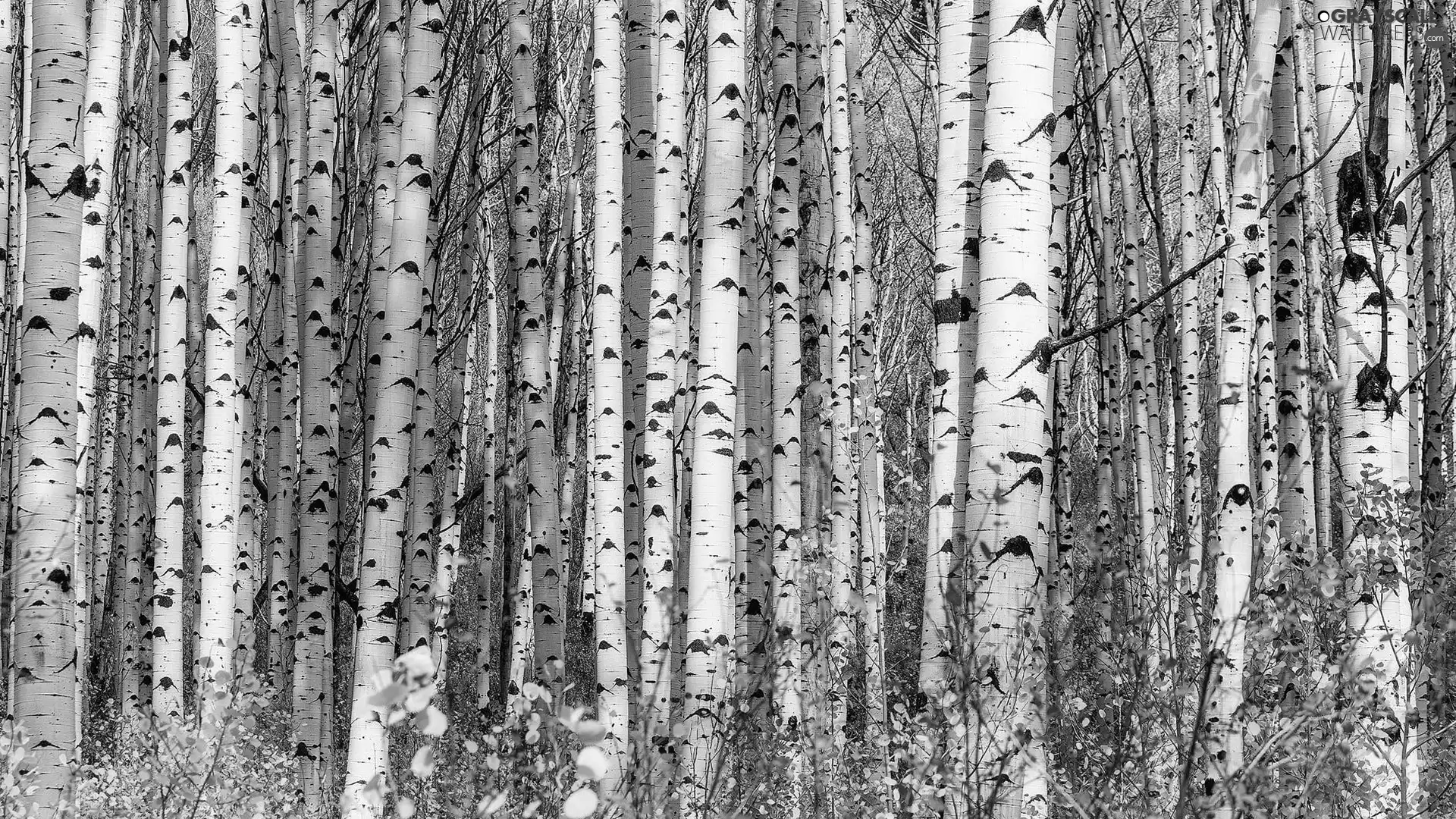 trees, autumn, Stems, Quaking Aspen, viewes, forest