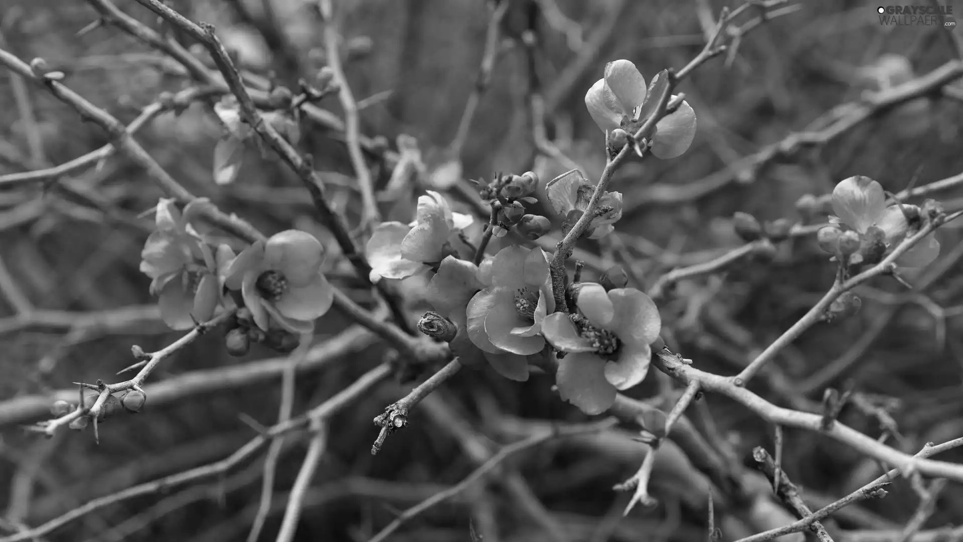 Twigs, Flowers, Japanese Quince