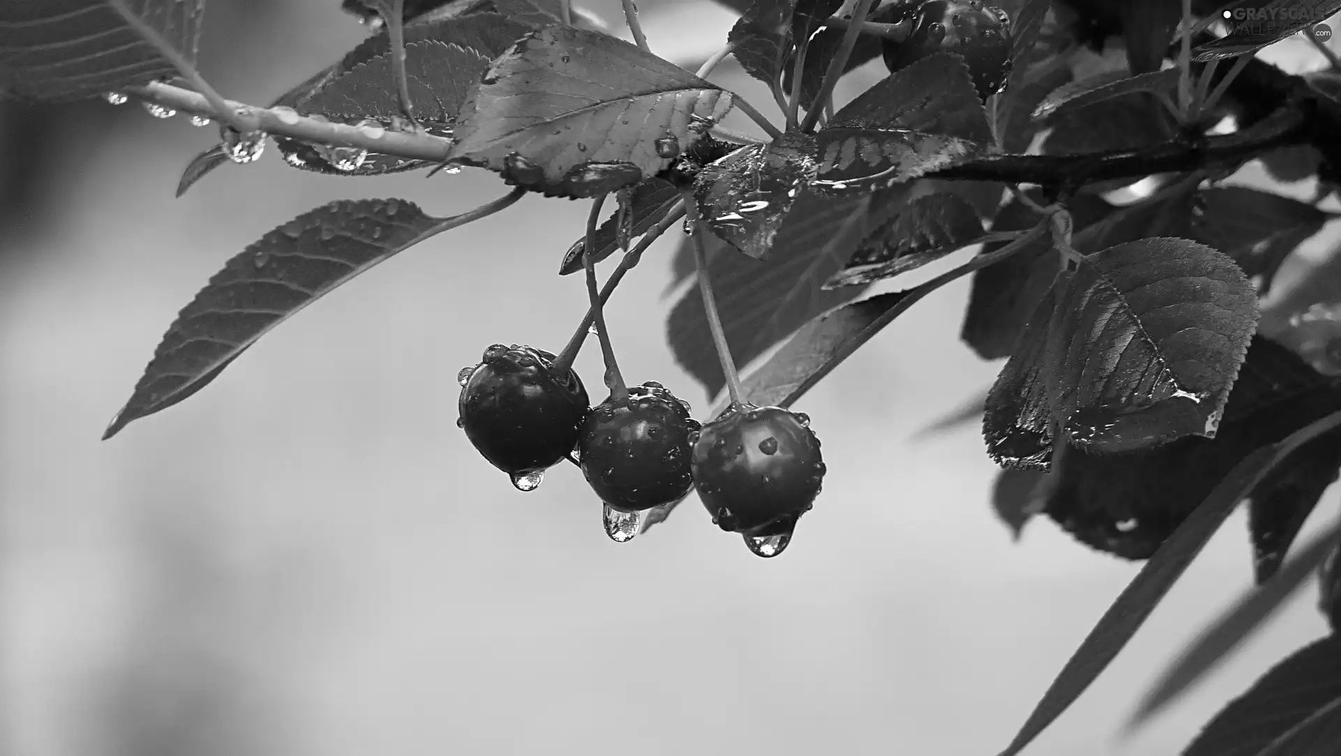 cherries, drops, rain, twig
