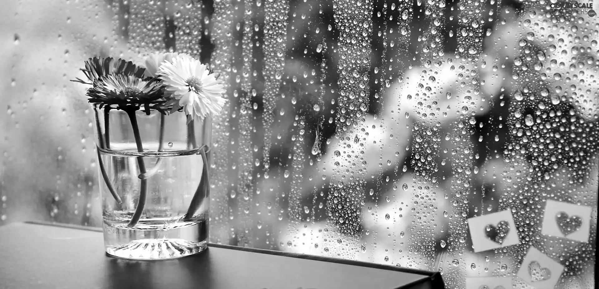 Rain, Flowers, Glass