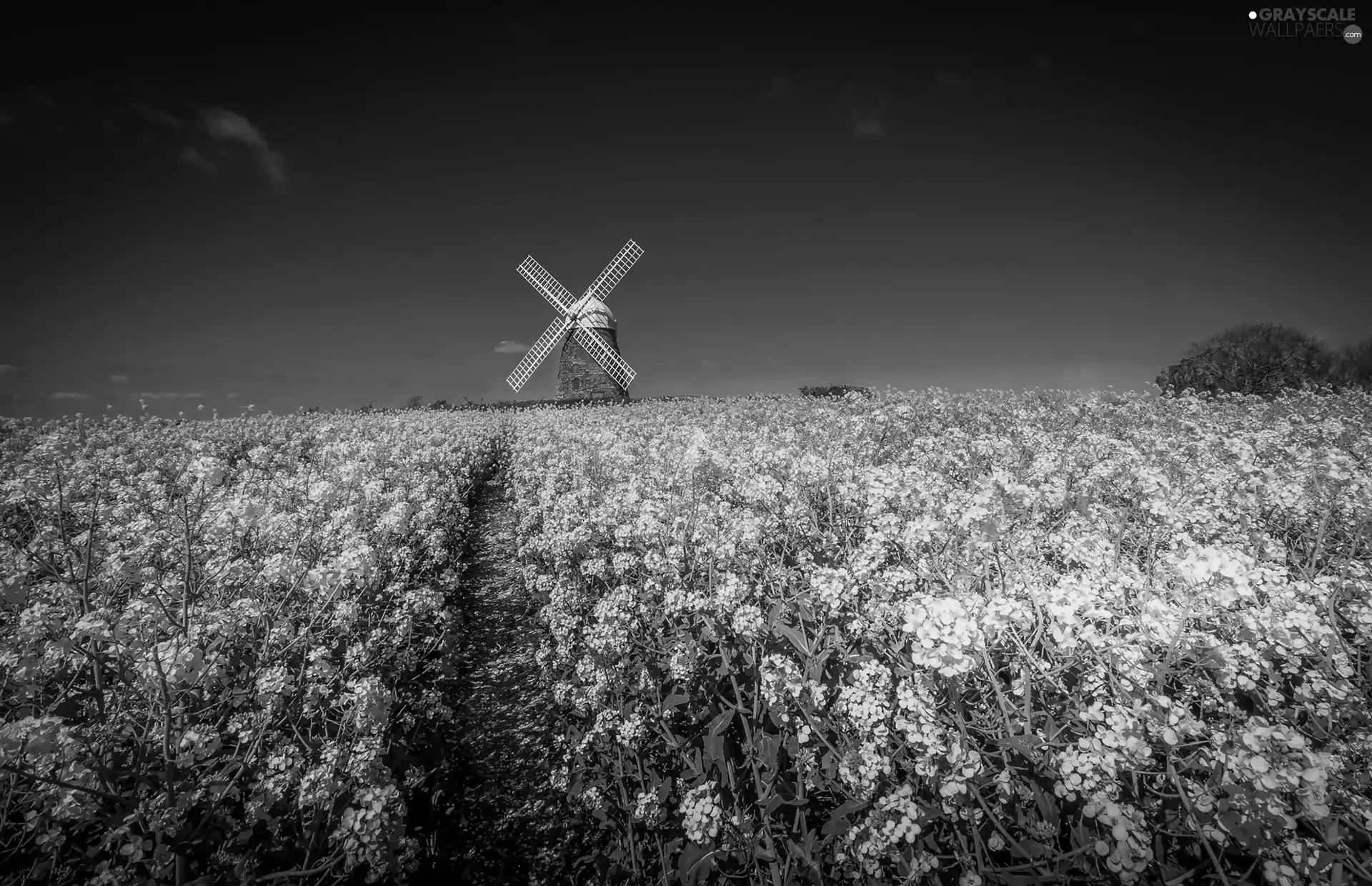 rape, Windmill, Field