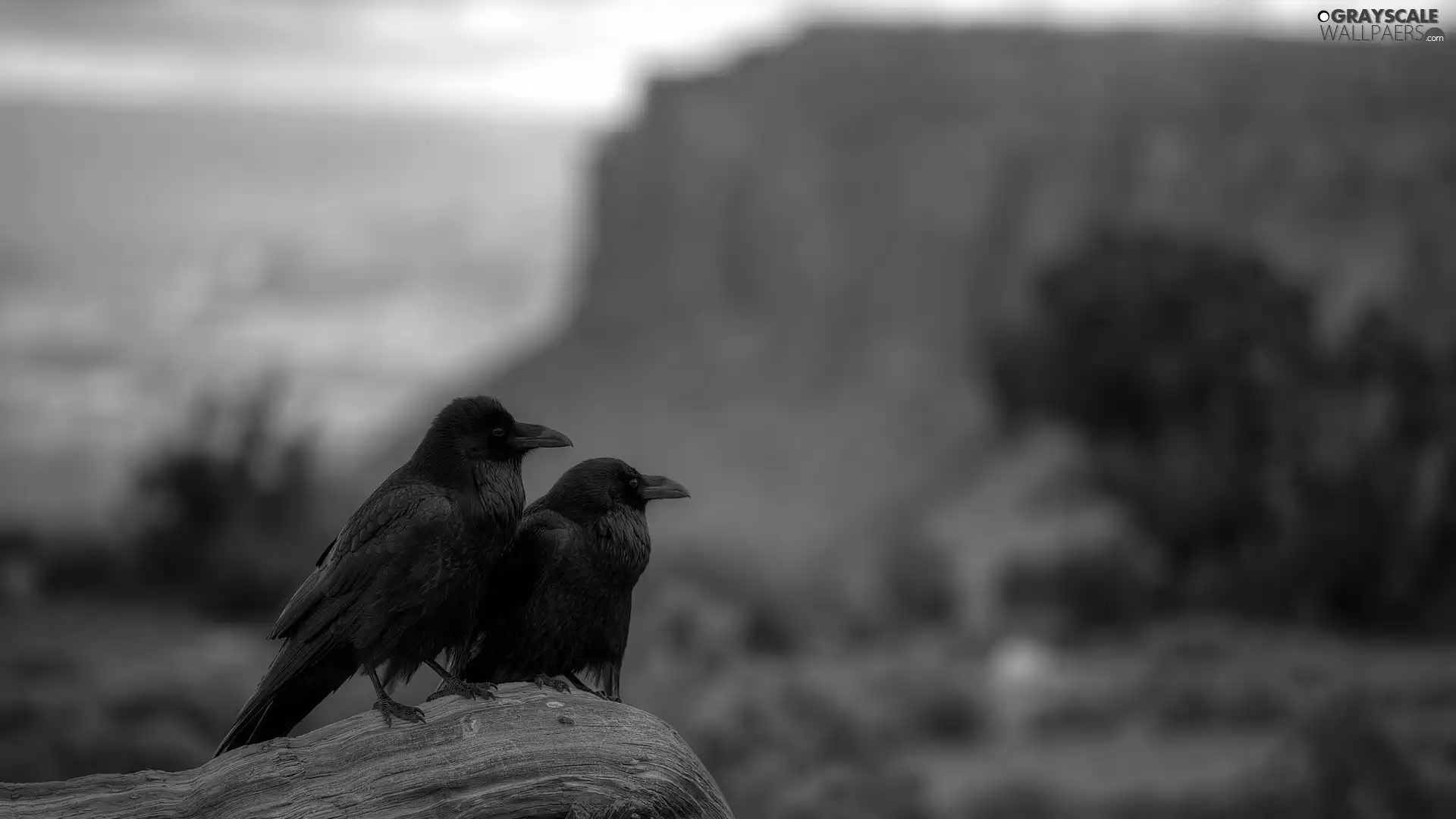 birds, Ravens
