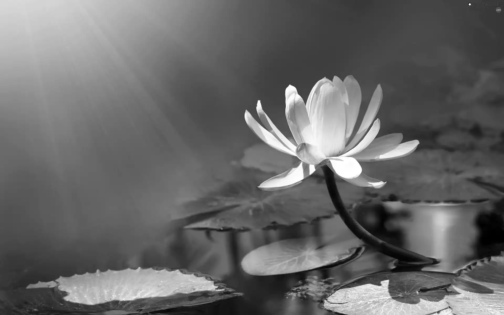 rays of the Sun, water, water-lily, Leaf
