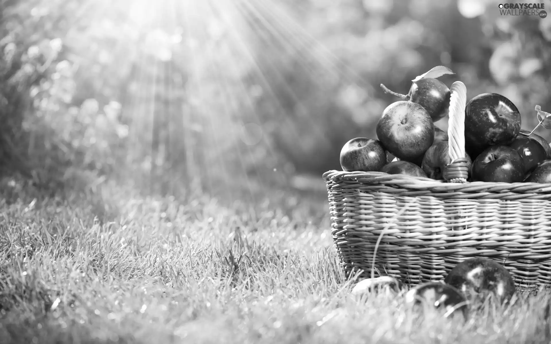 apples, Fruits, rays, sun, basket, autumn