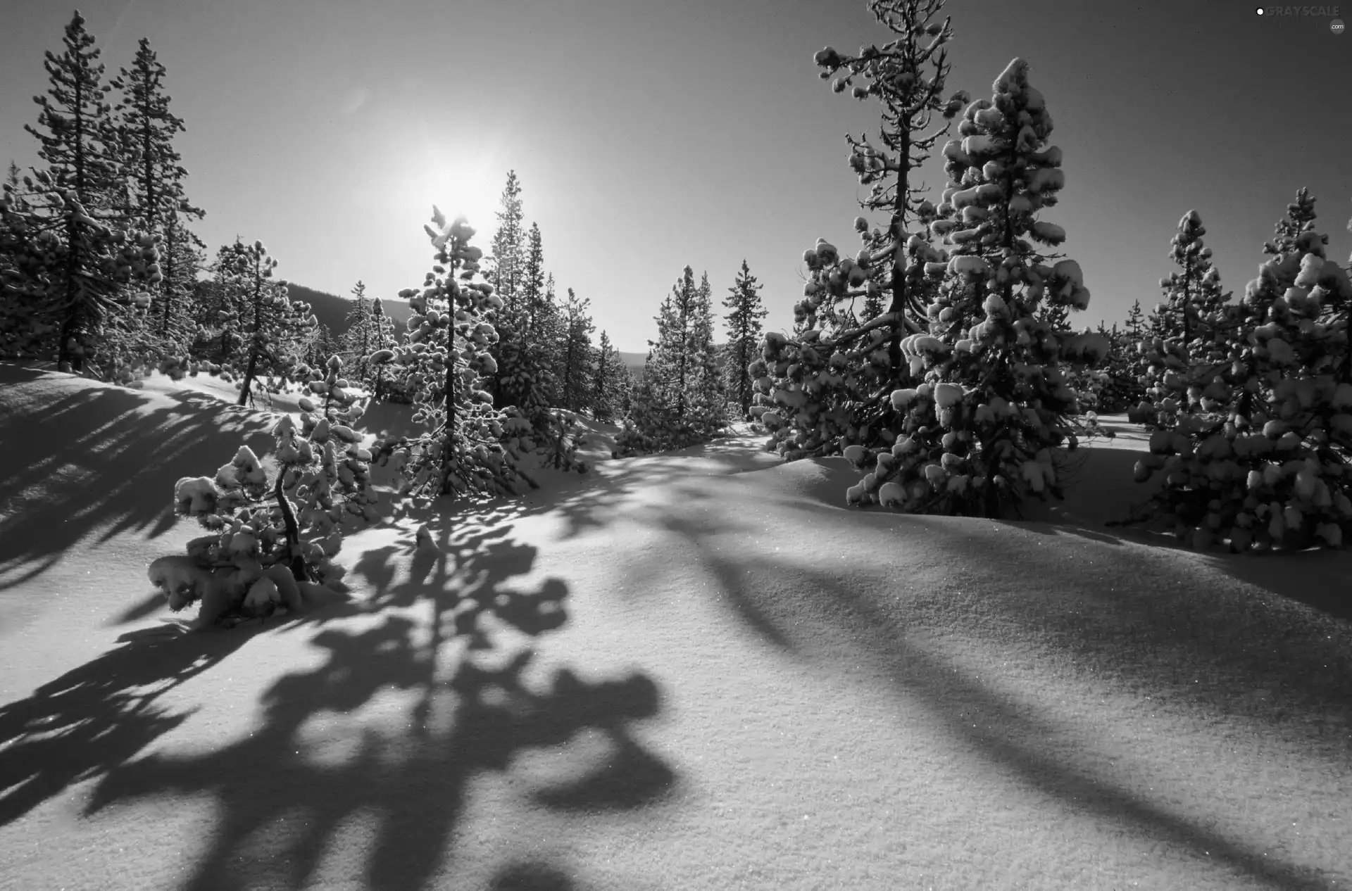 rays, sun, Covered, snow, Sapling