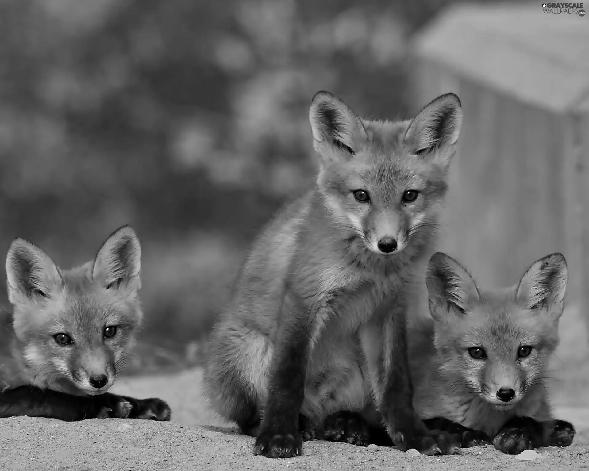 foxes, Three, red head