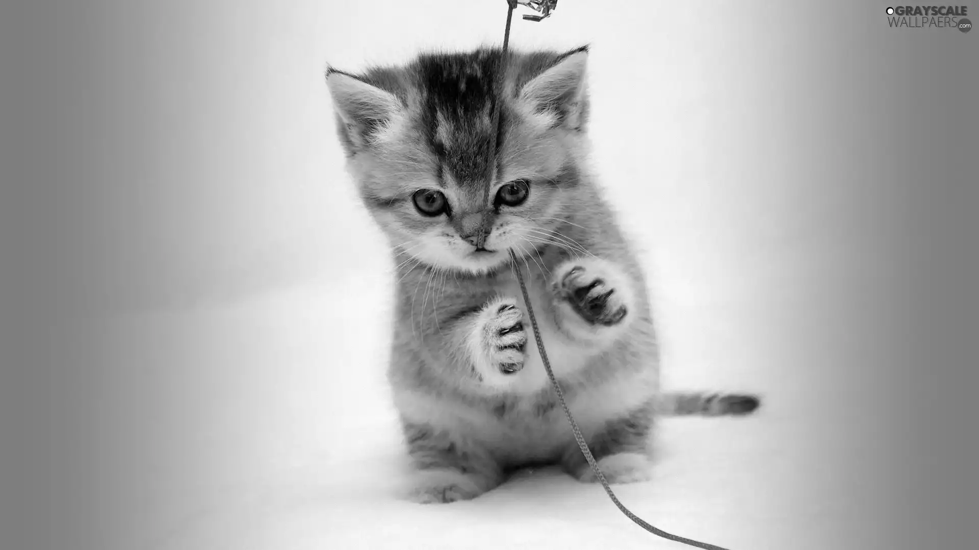 Red, twine, kitten, play, small