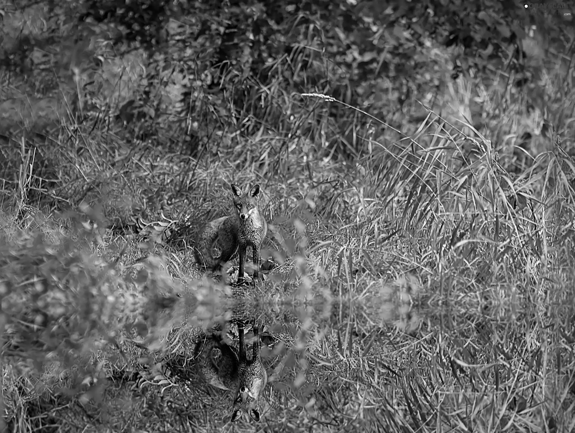 Fox, water, reflection, grass