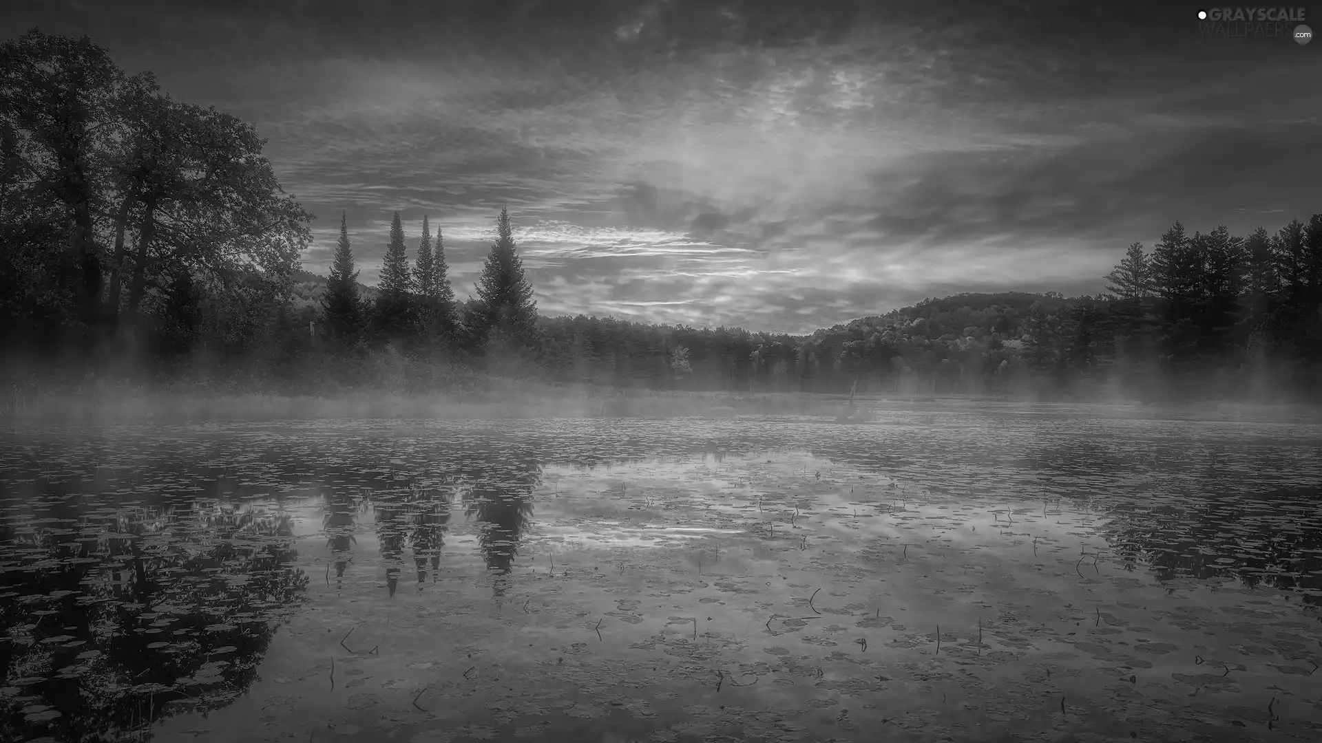 trees, Sunrise, Fog, reflection, viewes, lake