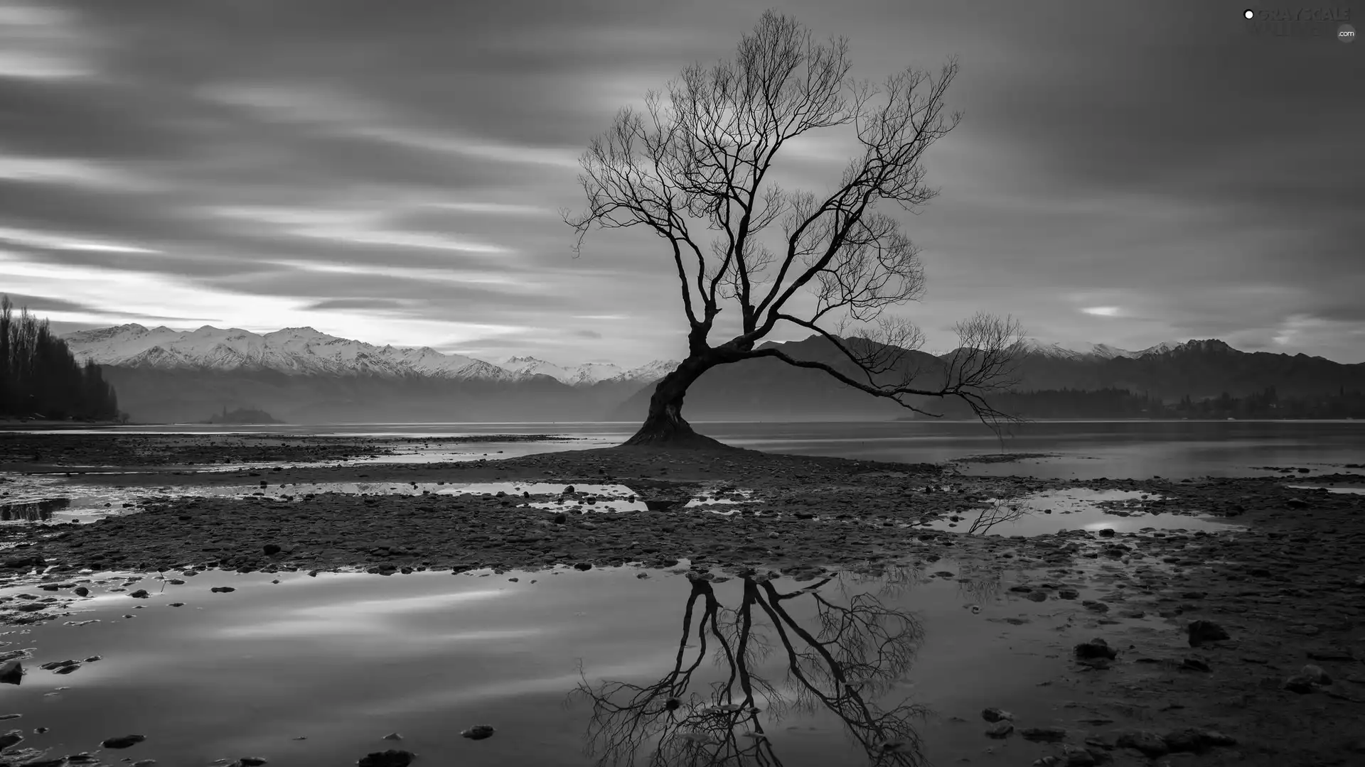 reflection, Wanaka, South Island, Mountains, lake, trees, New Zeland