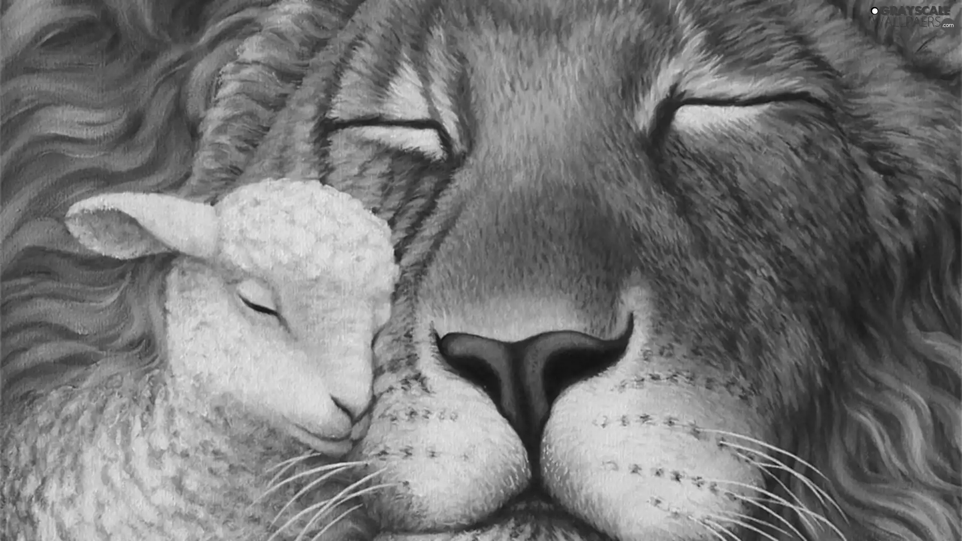 resting, Lion, sheep