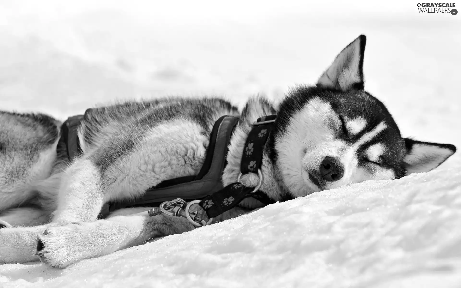 resting, Husky, snow