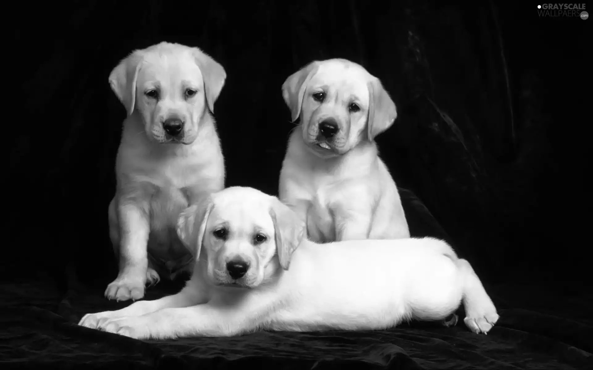 retrievers, Three, Labradors