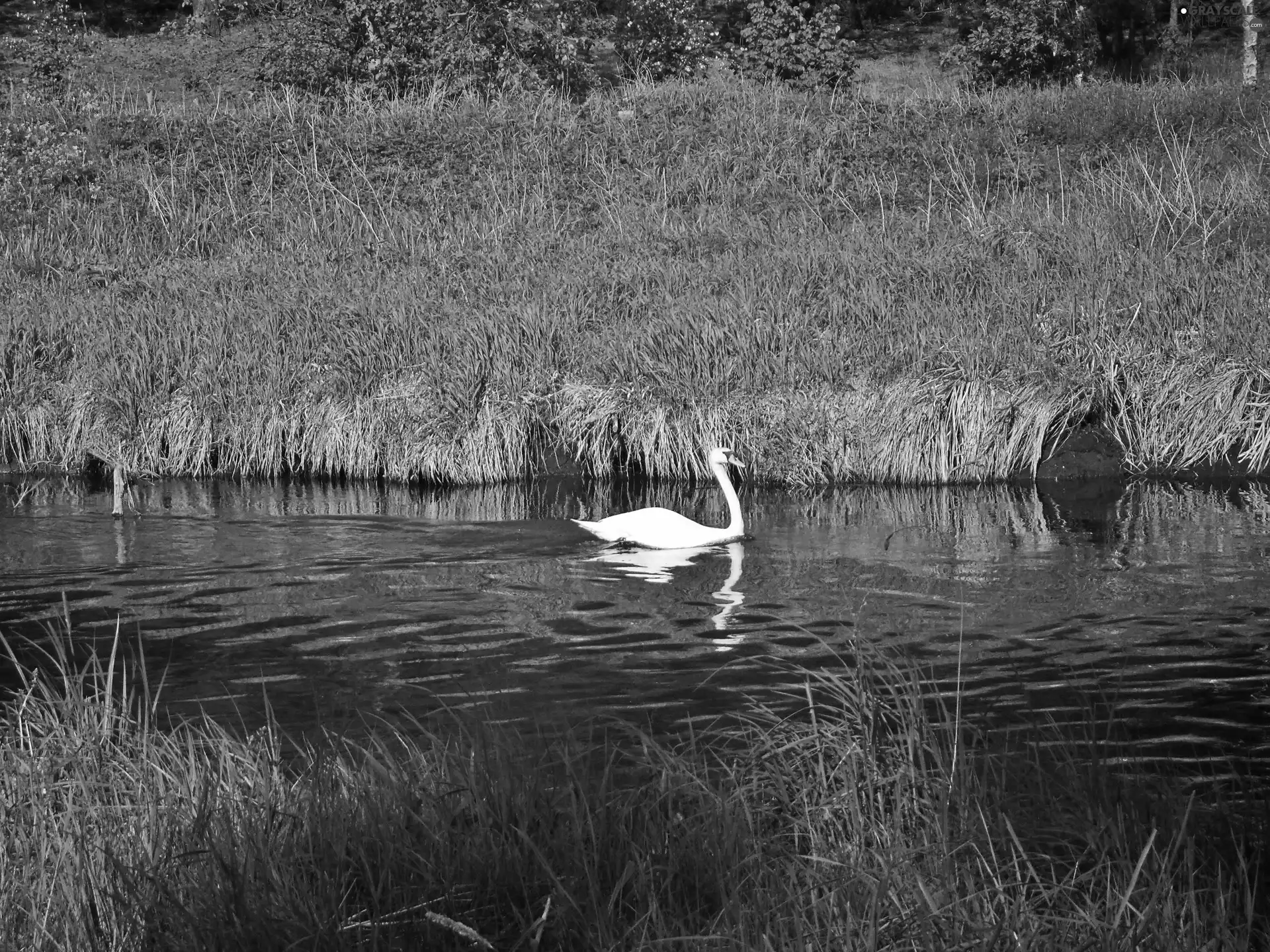 Swans, River
