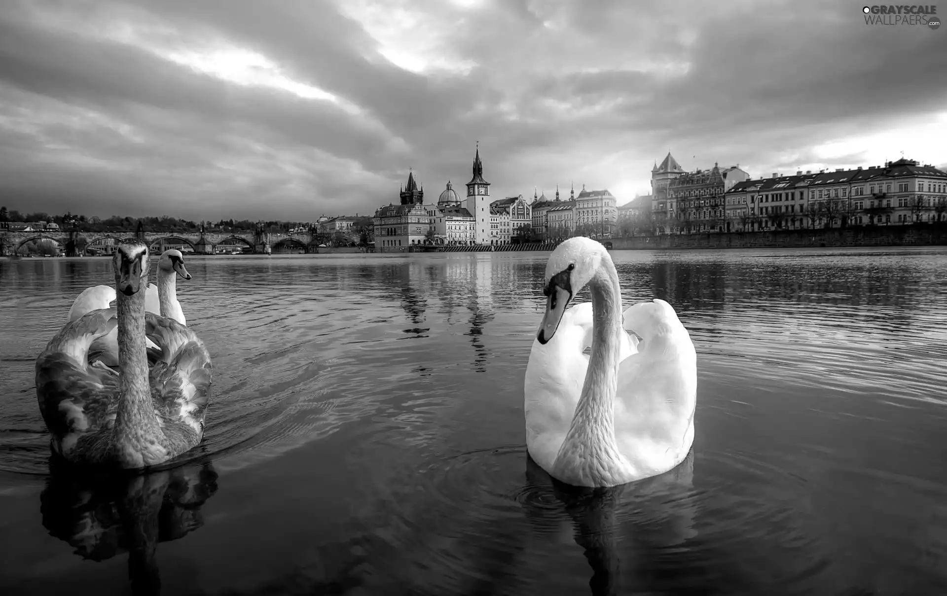 River, Swan, Town