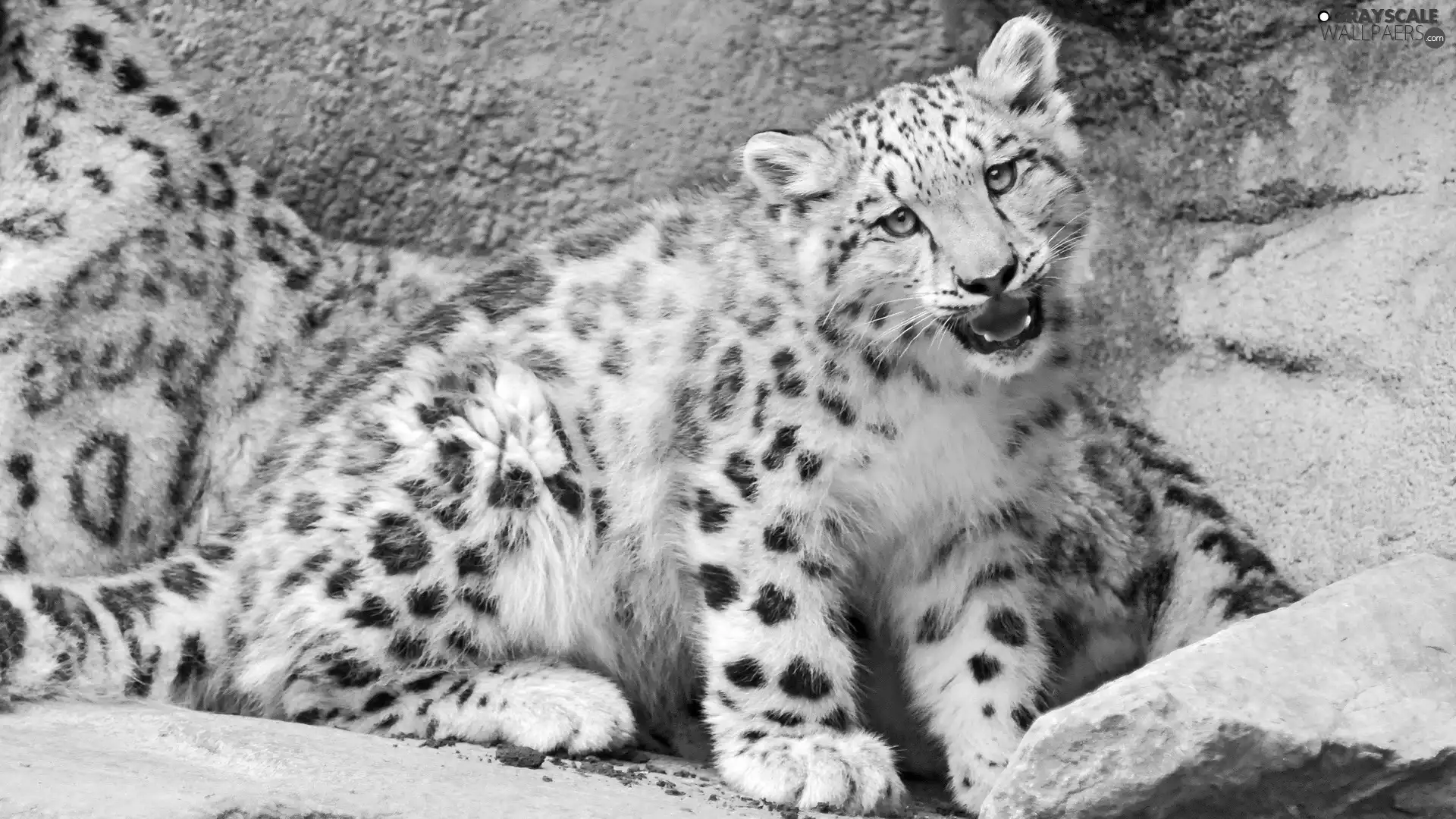 Rocks, White, snow leopard