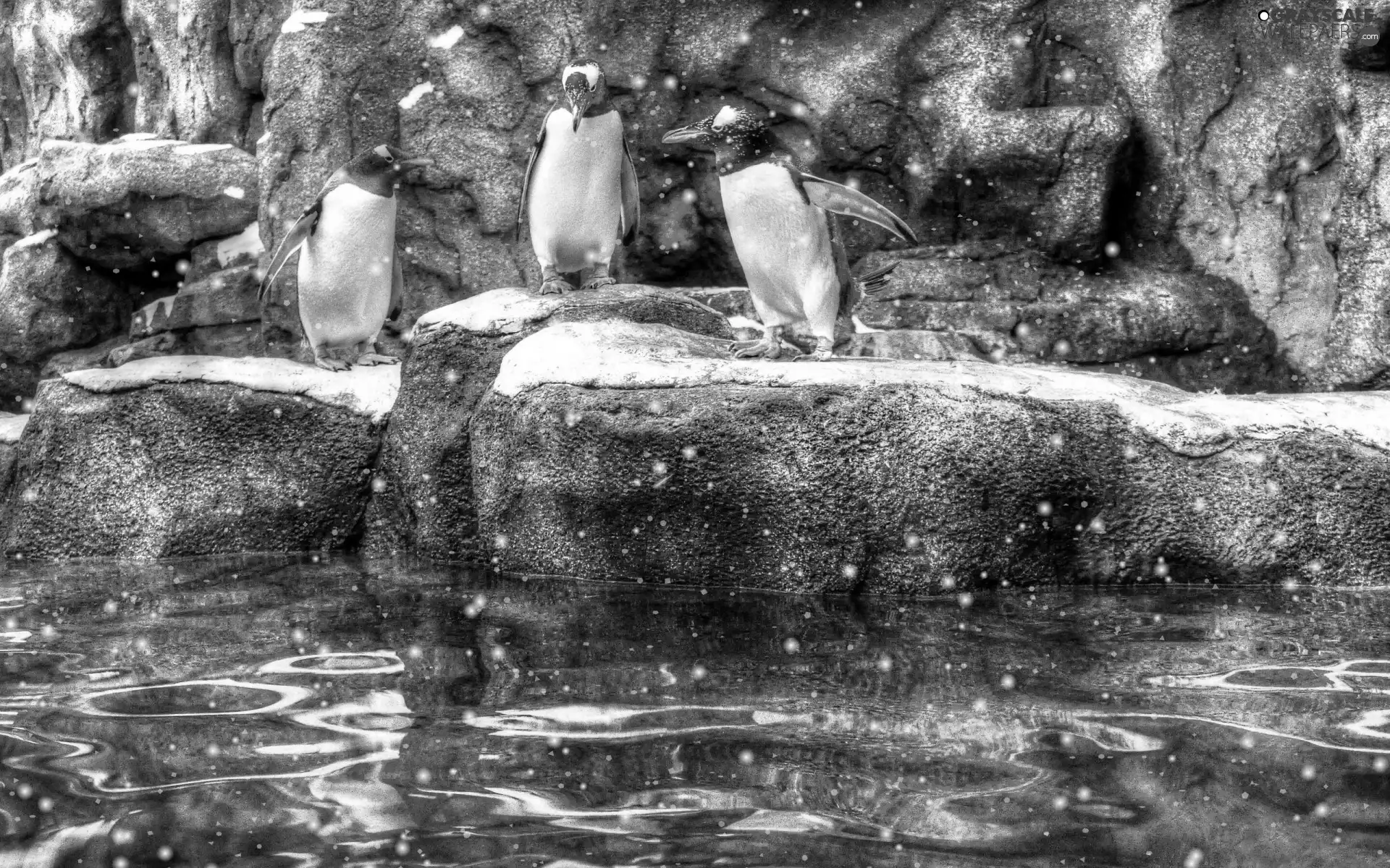 rocks, Three, penguin
