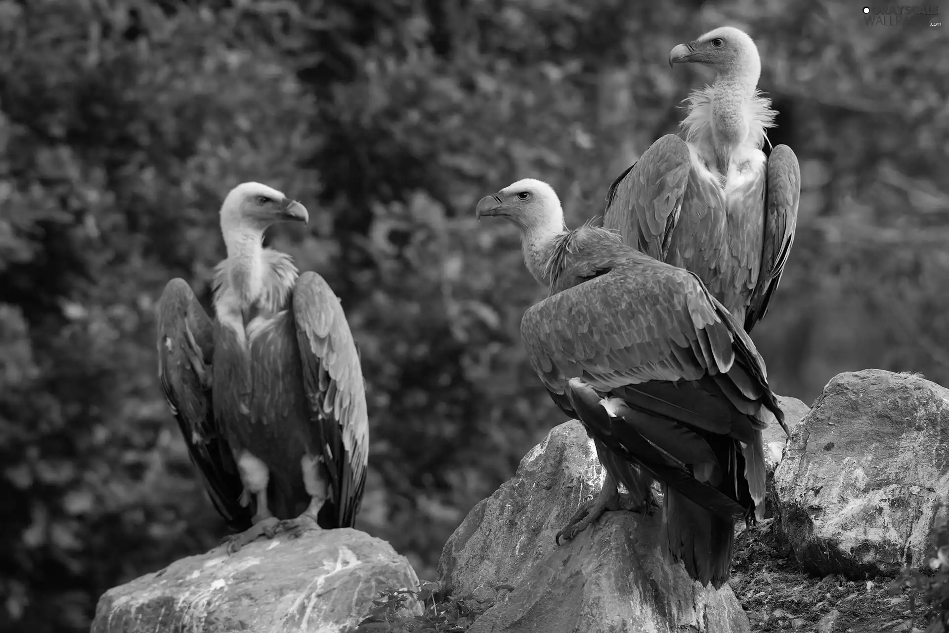Vultures, rocks