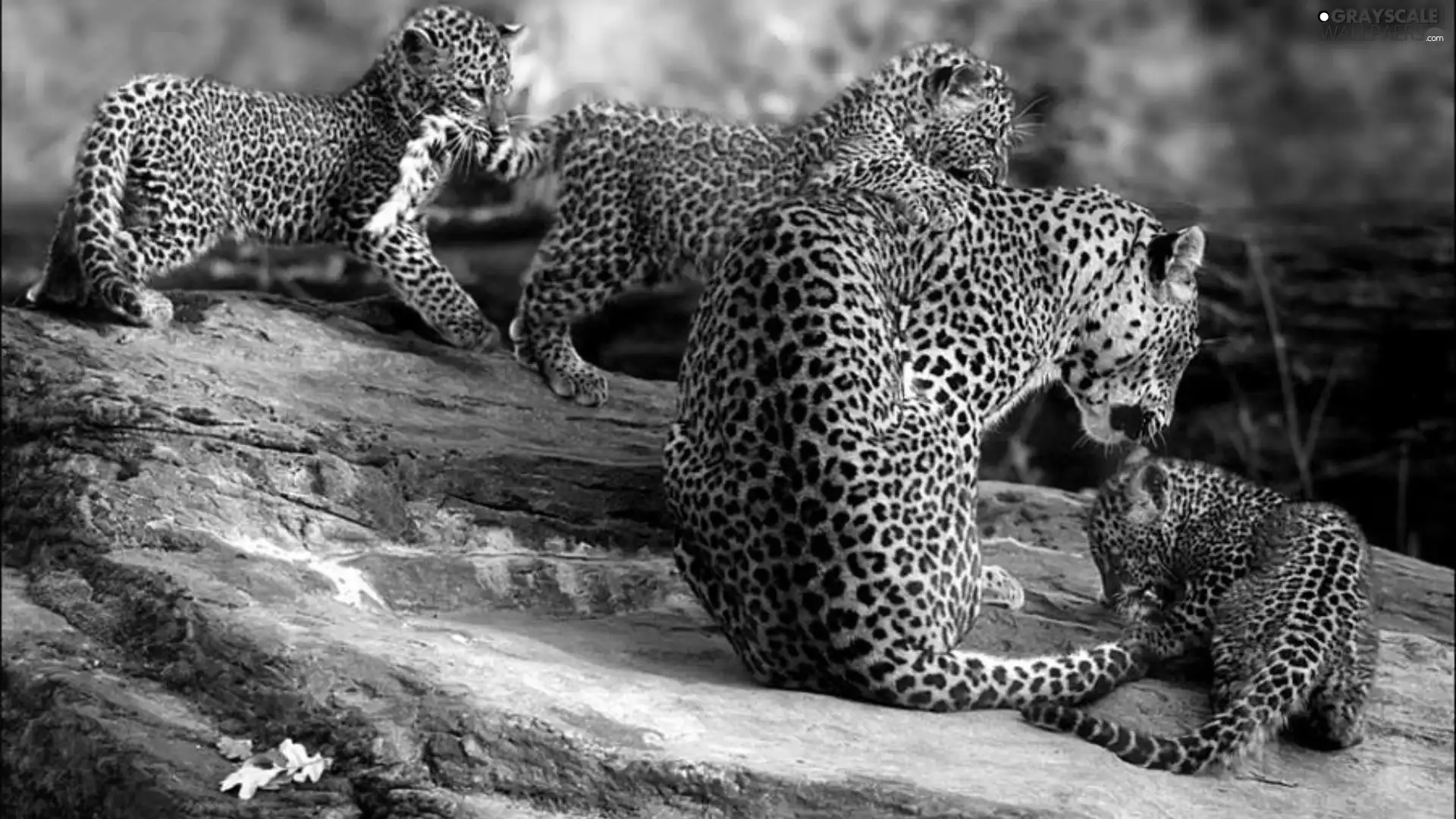Rocks, Leopards, young