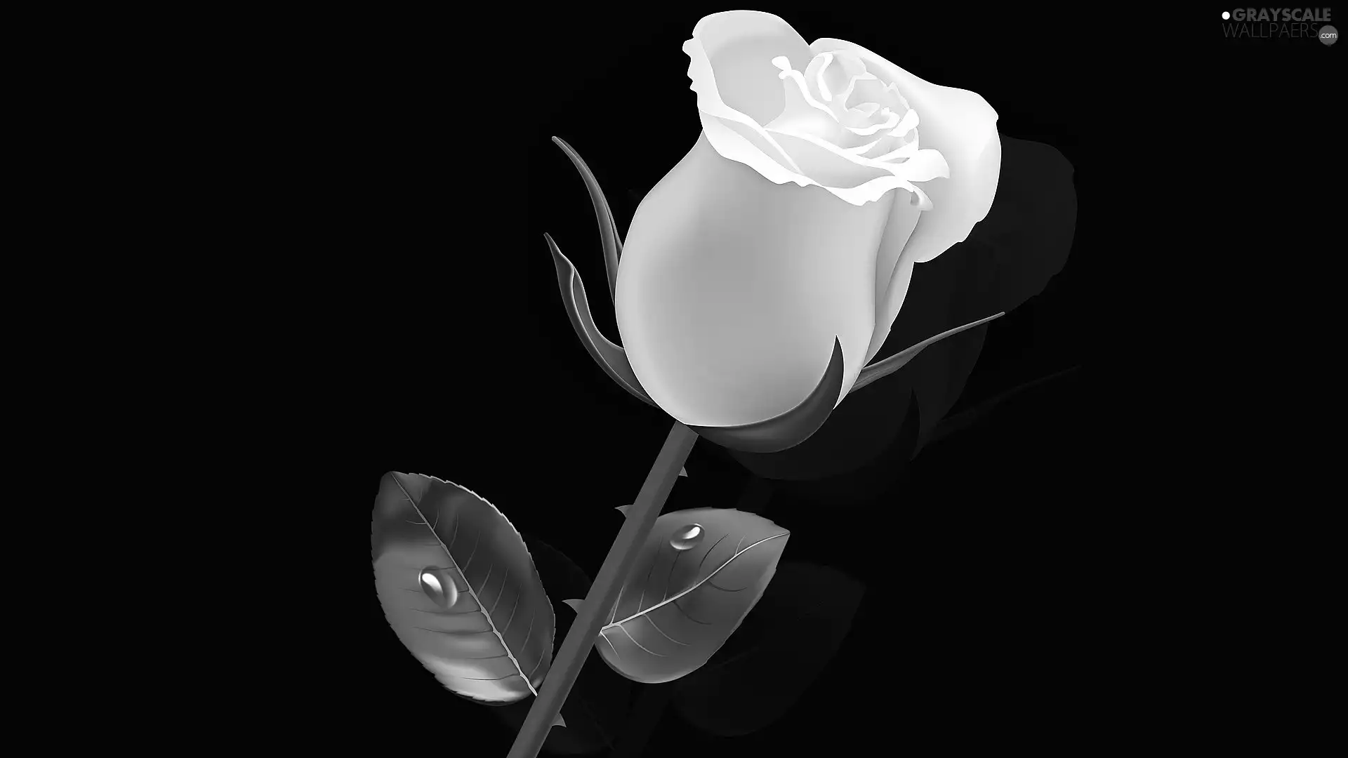 rose, leaves, graphics, drops, background, White, Colourfull Flowers, Black