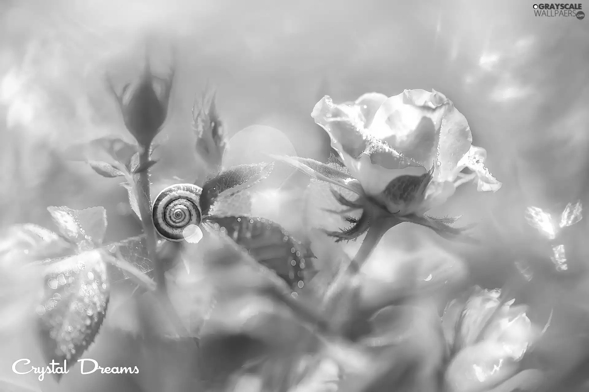 Flowers, snail, blur, rose