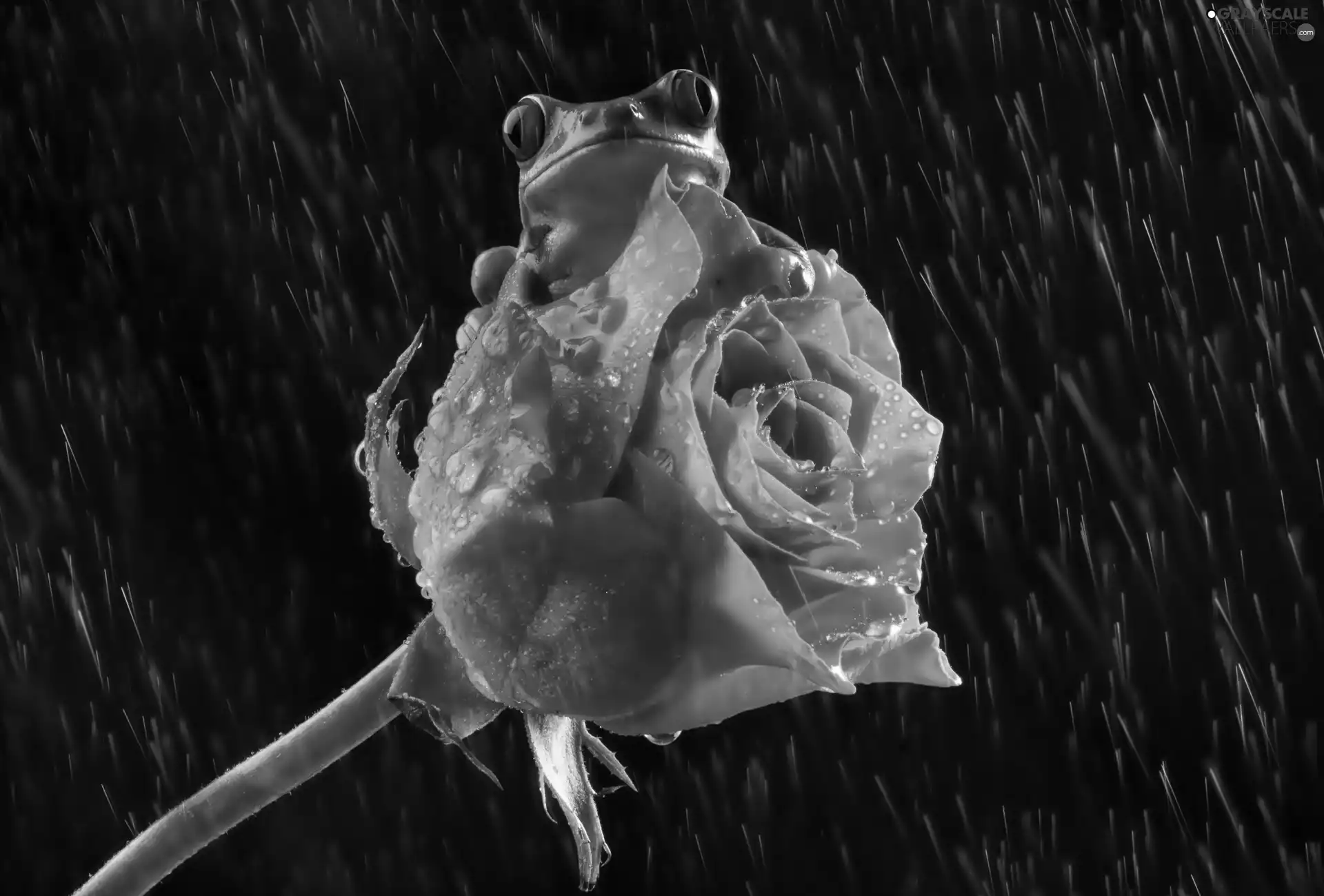 Rain, strange frog, rose