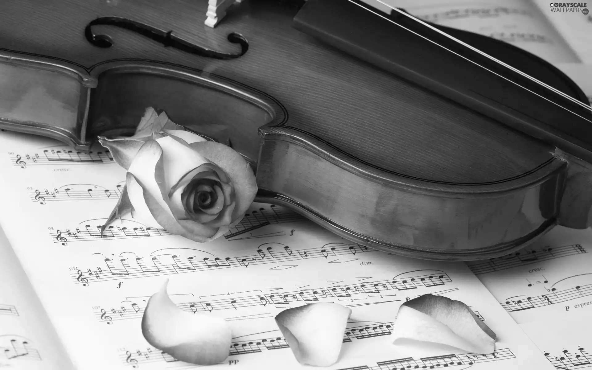 violin, Tunes, rose, Cards