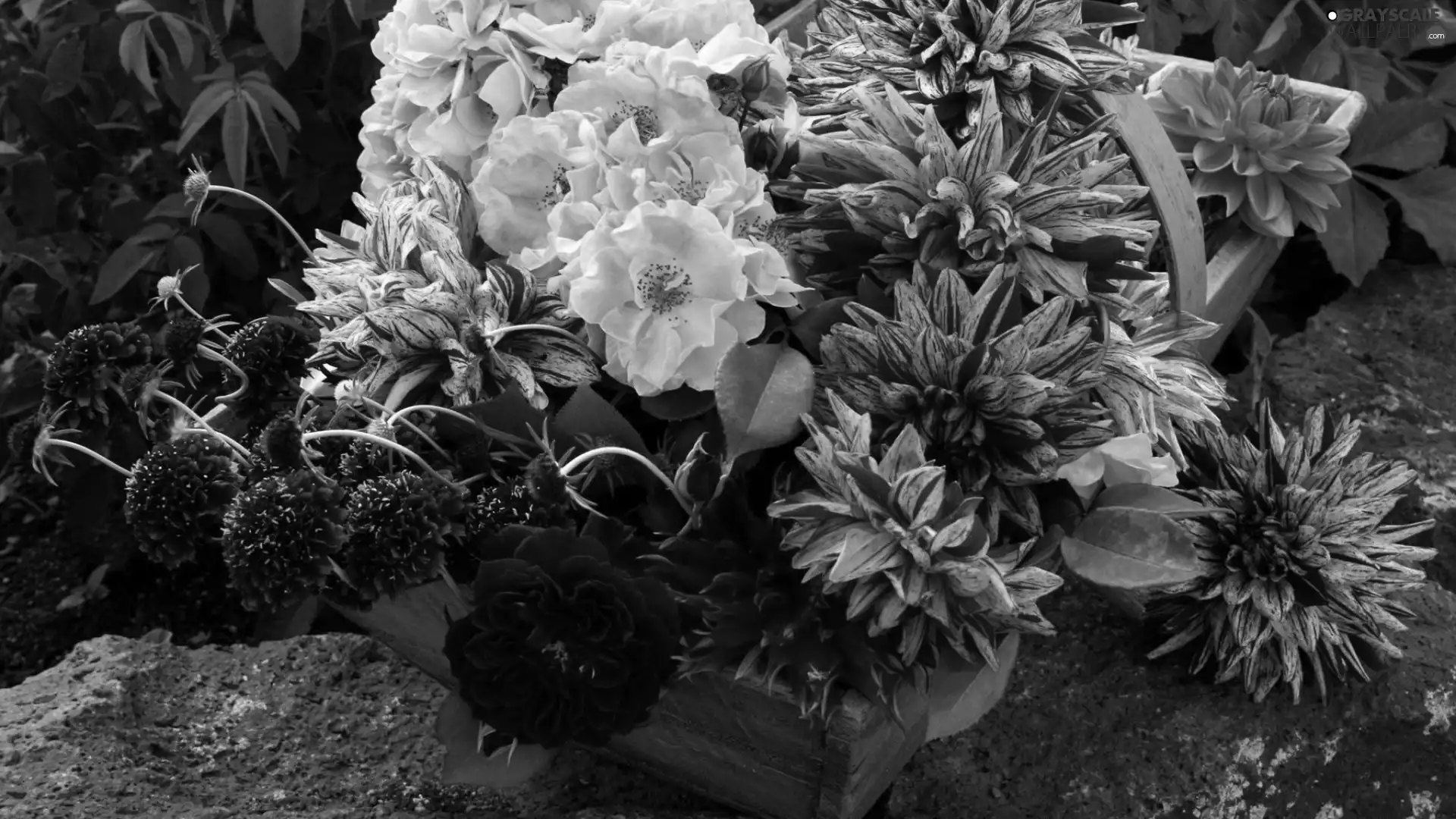 Flowers, roses, Dalia, Chrysanthemums