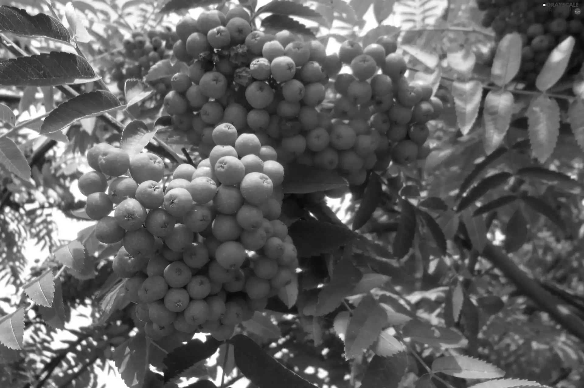 rowan, Mature, Grapes