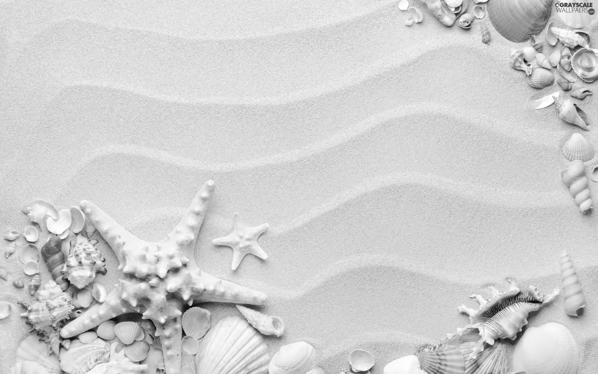 composition, Shells, starfish, Sand