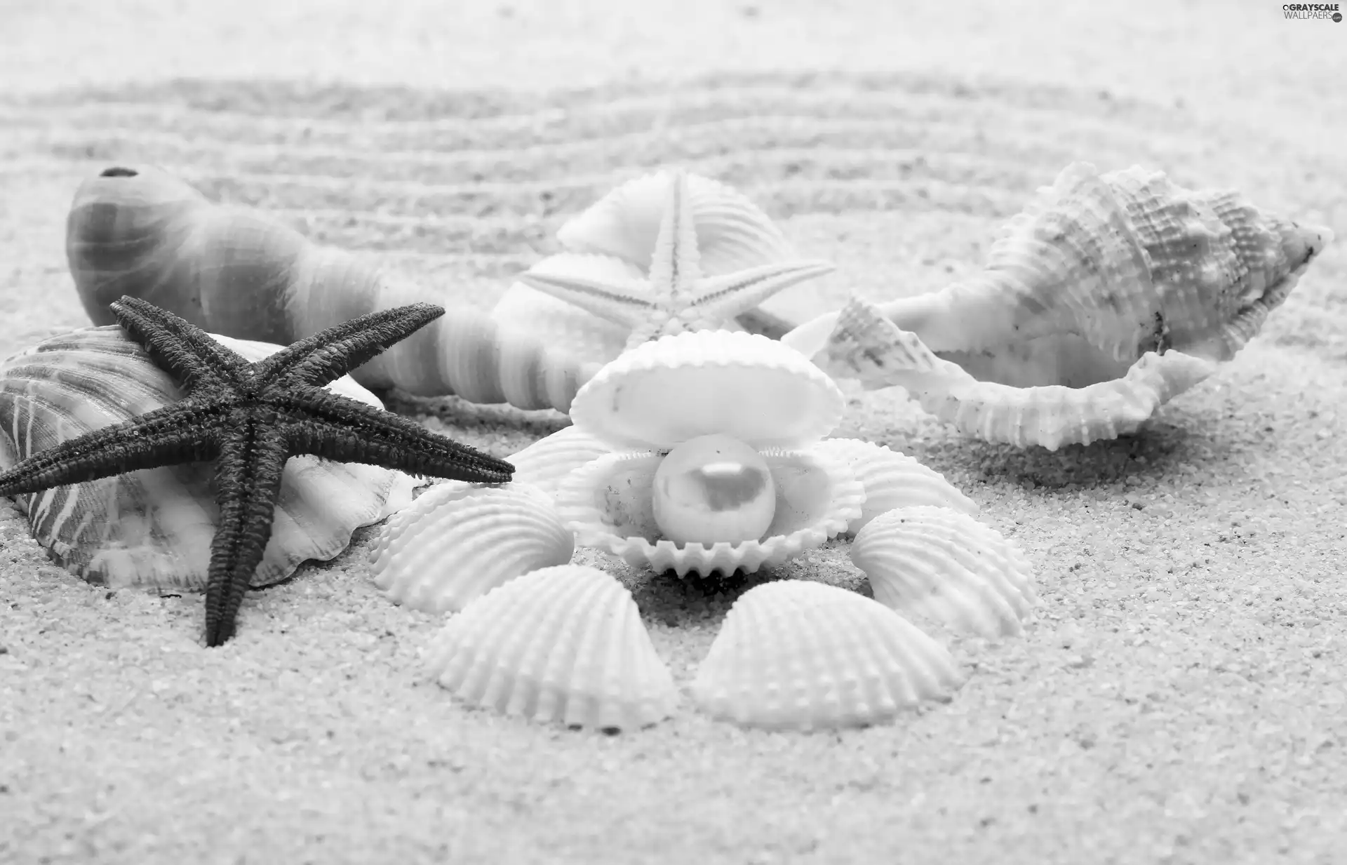 Sand, Shells, starfish