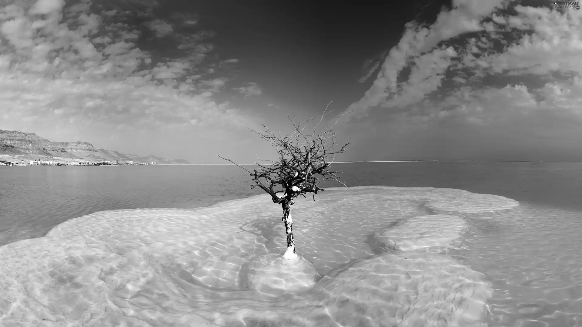 Israel, sapling, Sky, Dead Sea