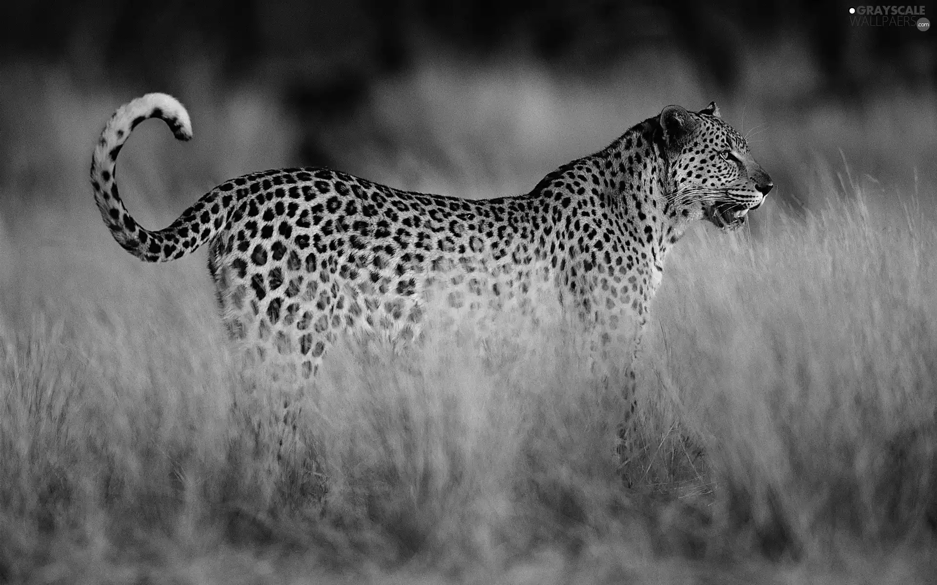 savanna, Jaguar, grass