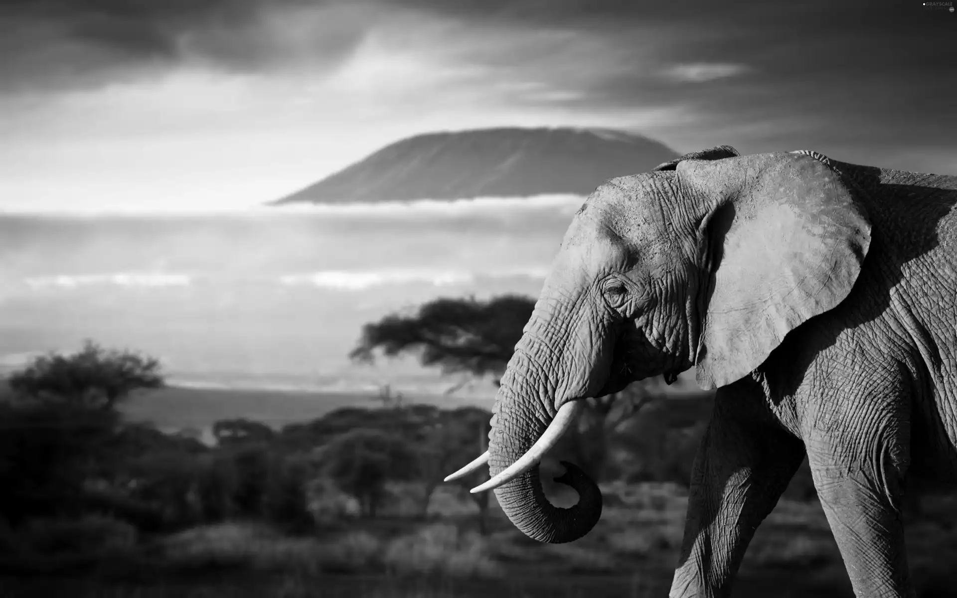 Great Sunsets, Elephant, savanna