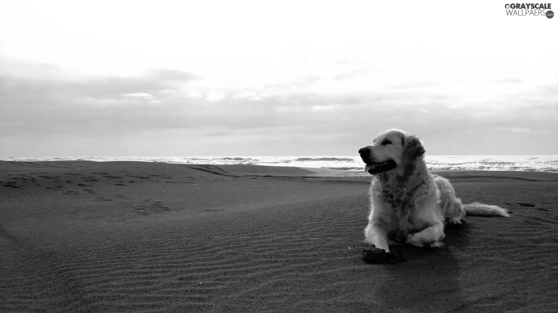 dog, Beaches, sea, Golden Retriever