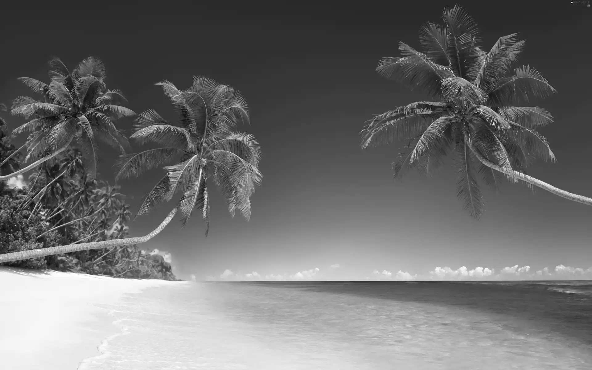 sea, Palms, Beaches