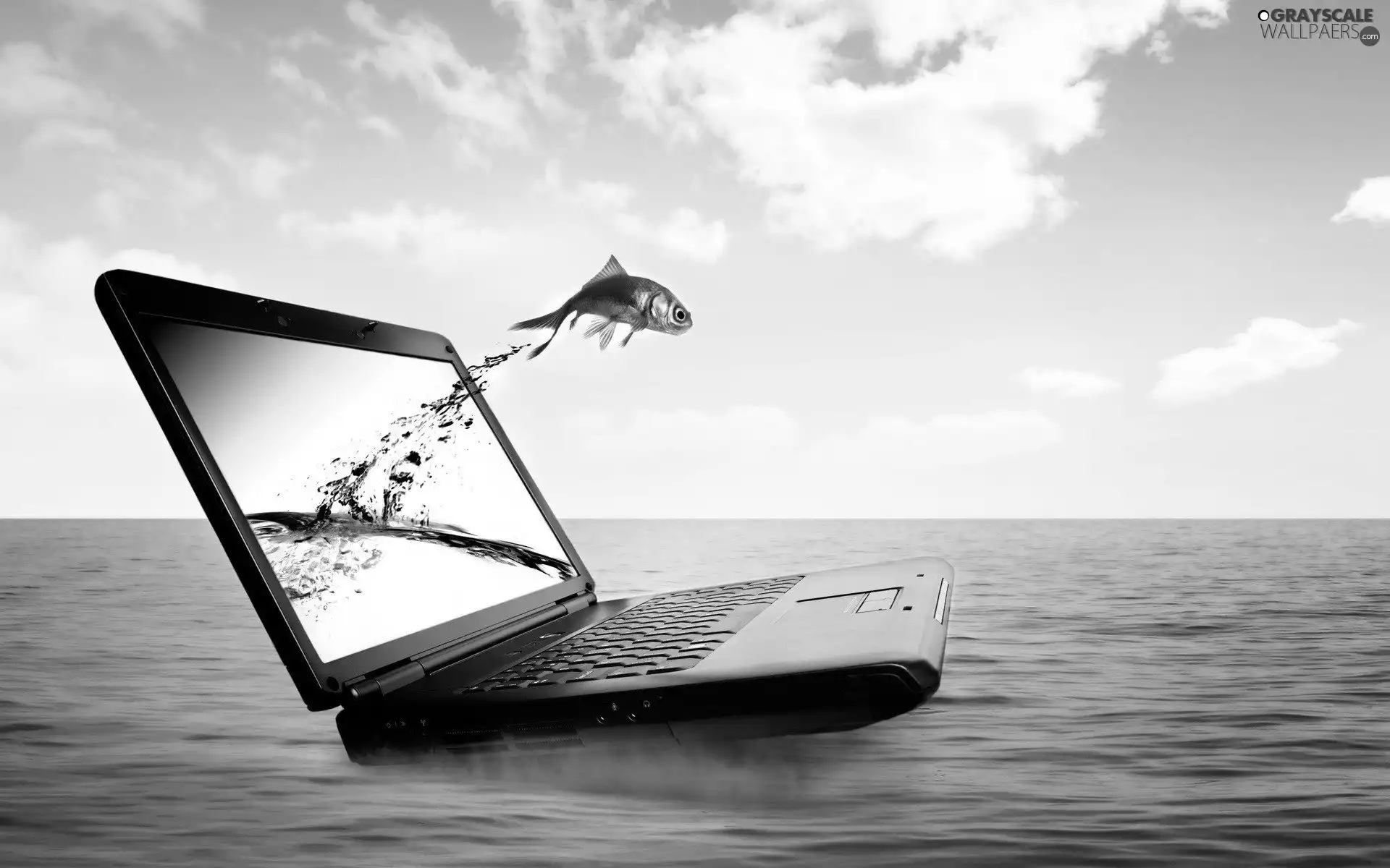 sea, laptop, fish
