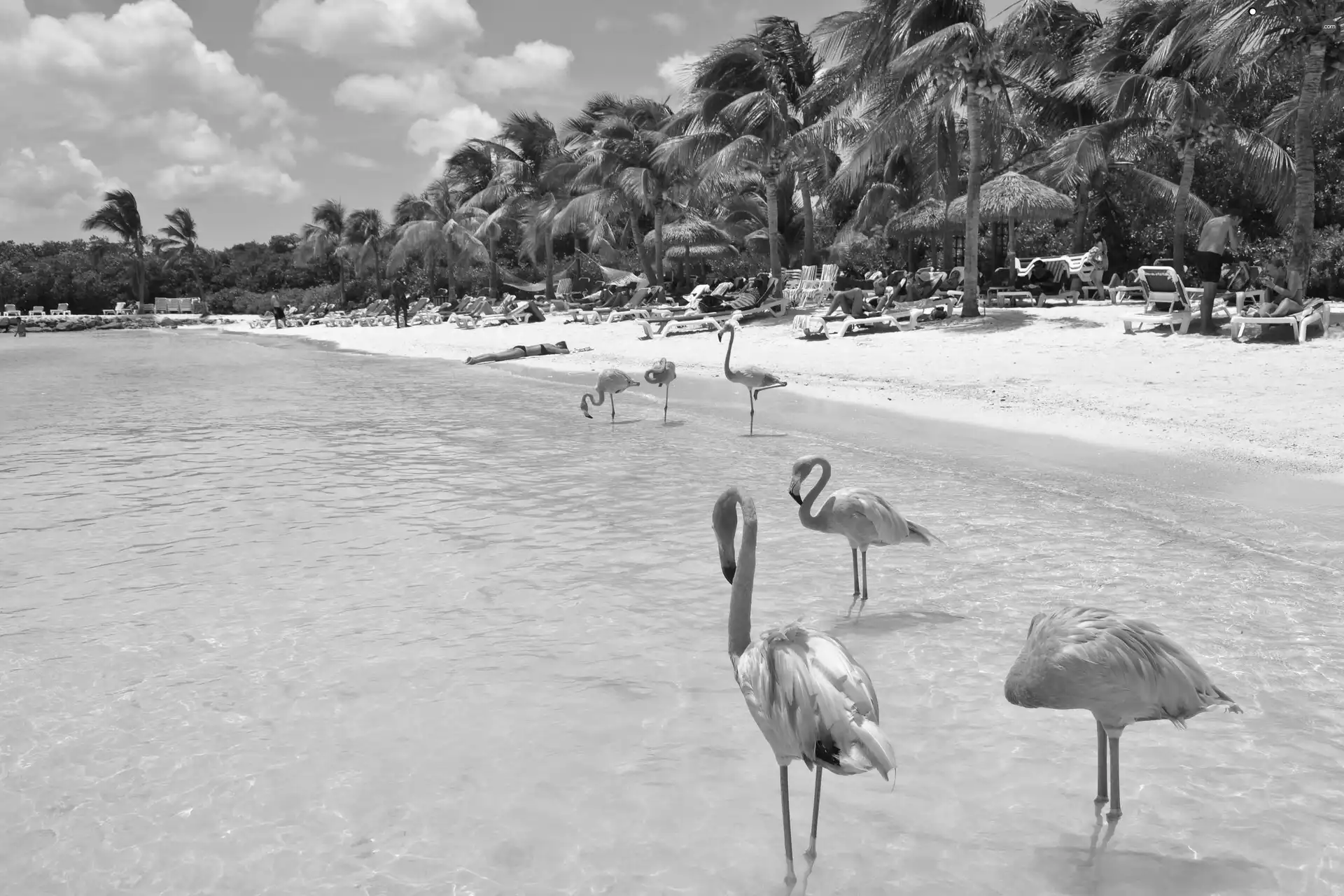 sea, Flamingos, Beaches, Palms, Aruba