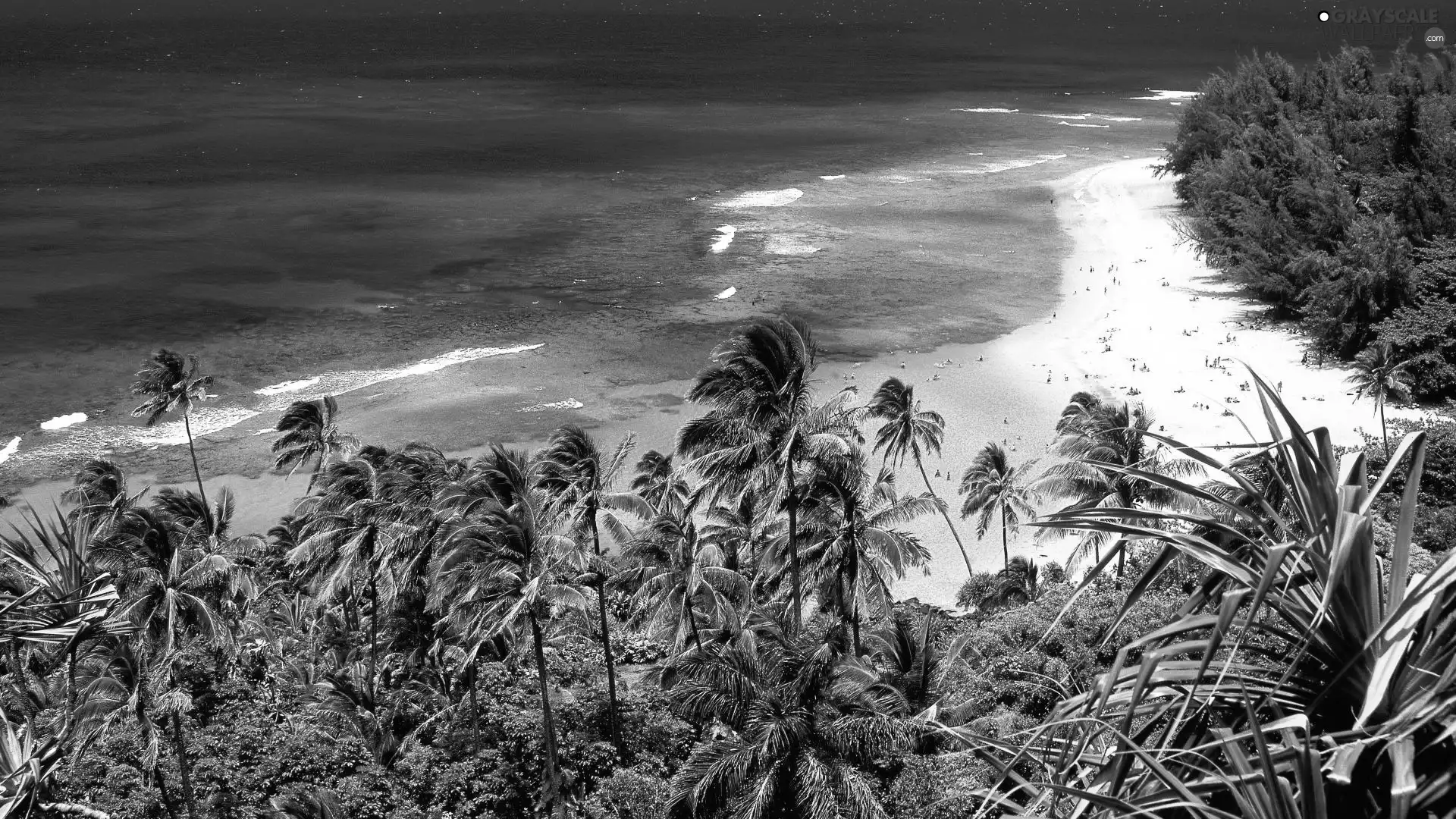 sea, Sand, Palms