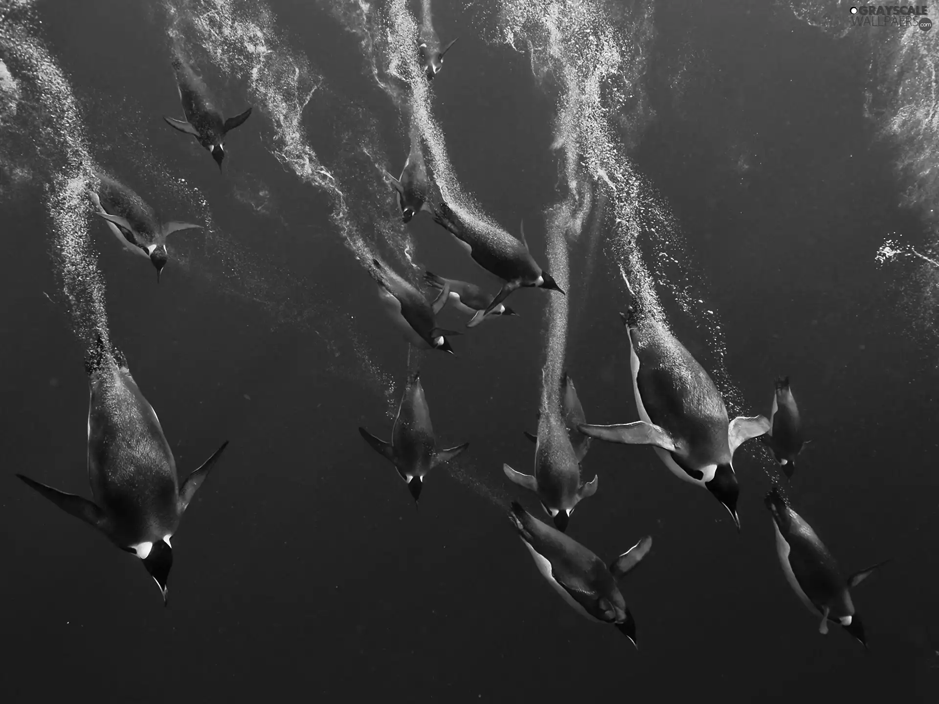 sea, diving, penguin