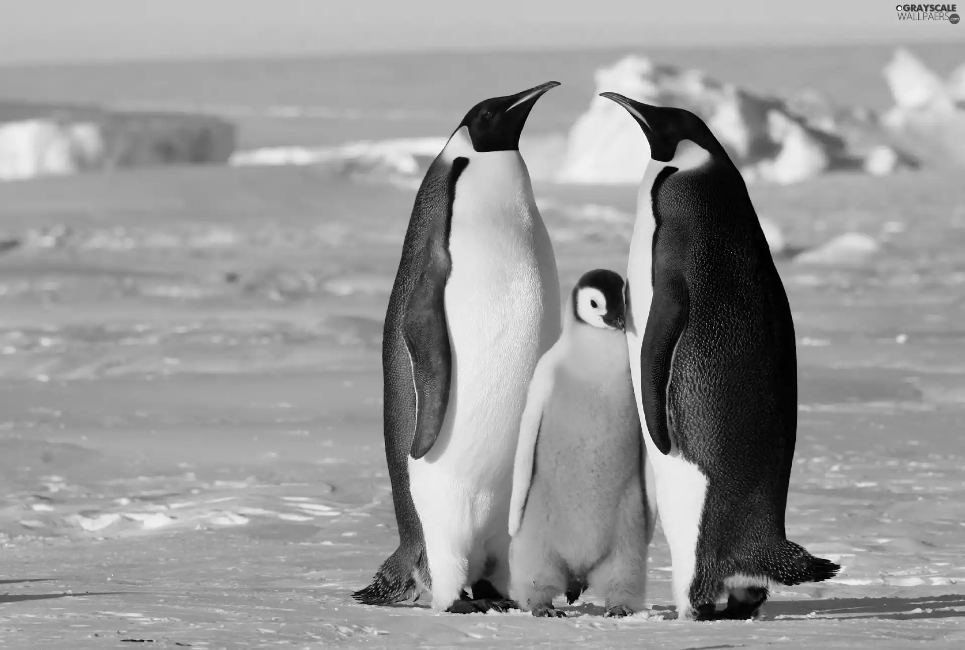 sea, Three, penguin