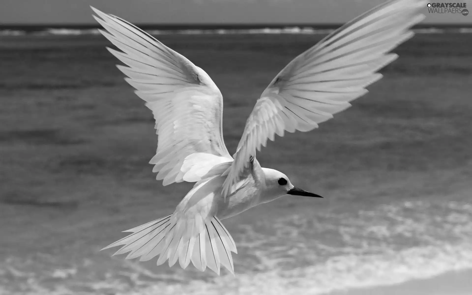 White, Tern