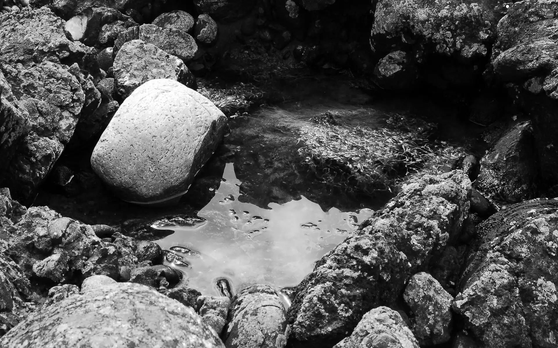 seaweed, water, rocks, Moss, Stones