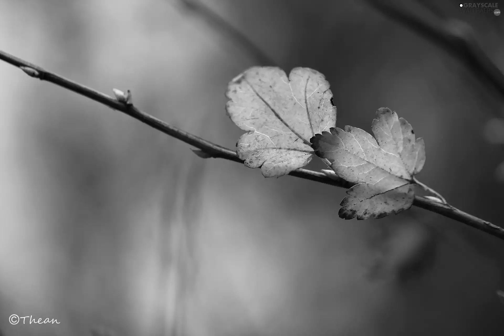sepia, leaves, twig