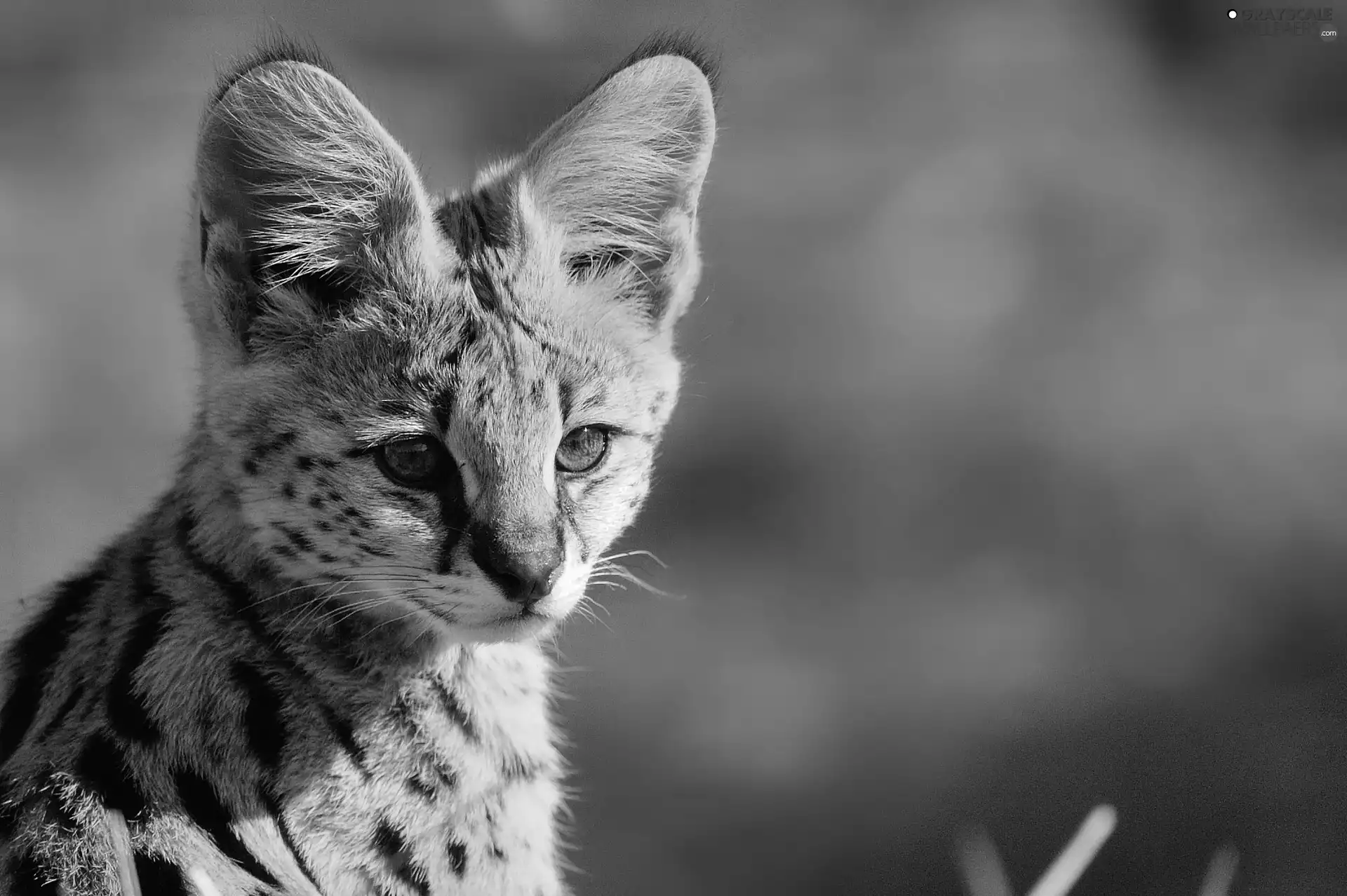 small, Serval