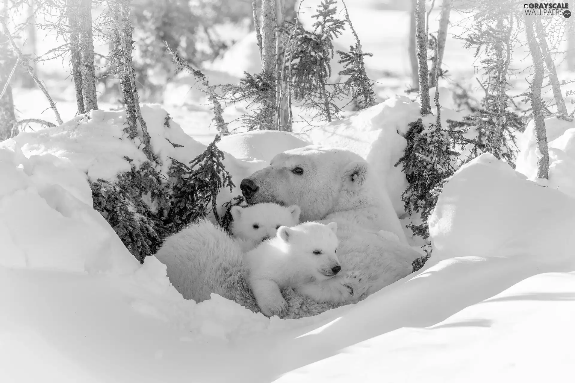 she-bear, winter, trees, viewes, Little bears, Polar Bears