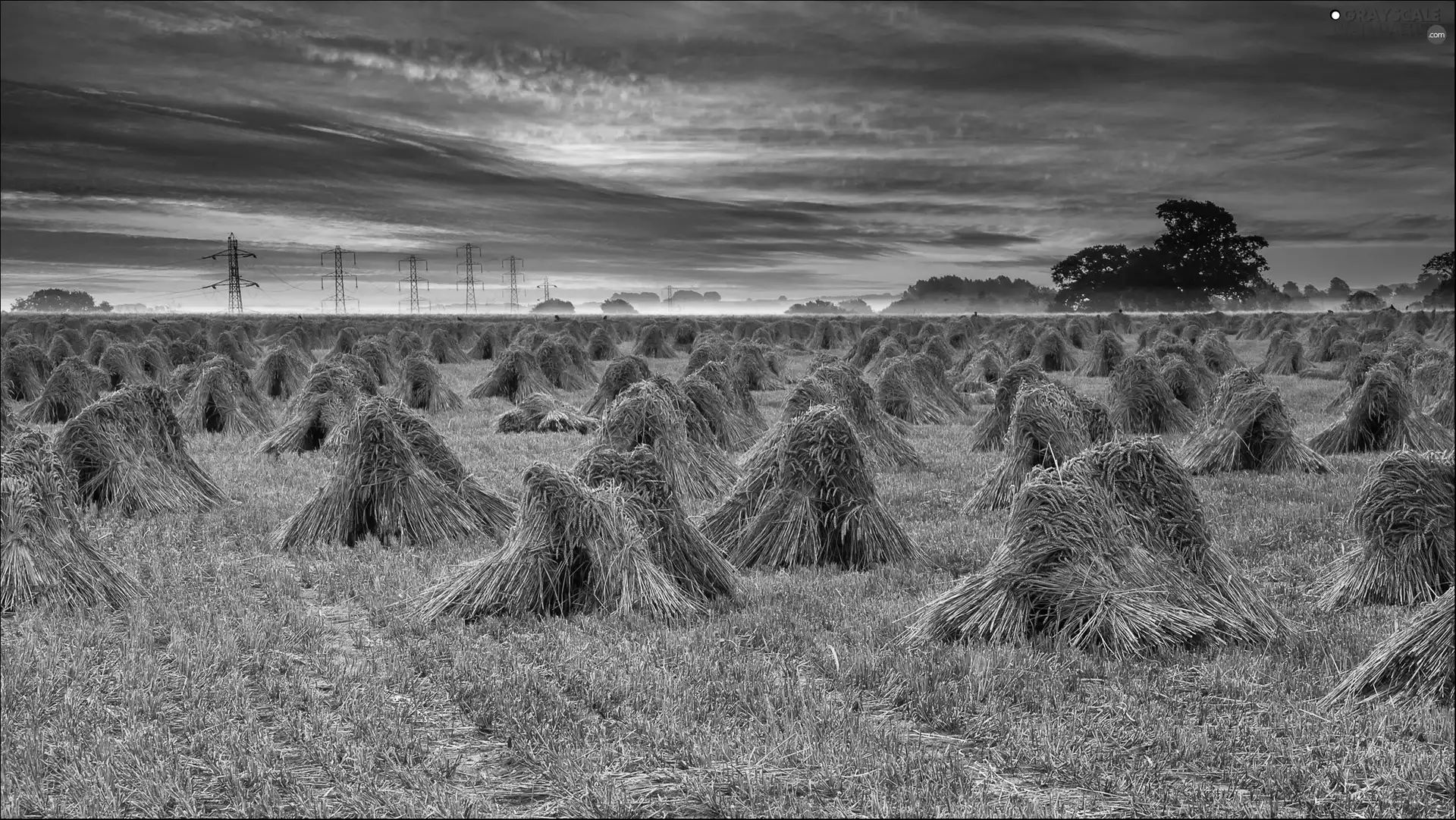 sheaves, cereals, sun, Field, west