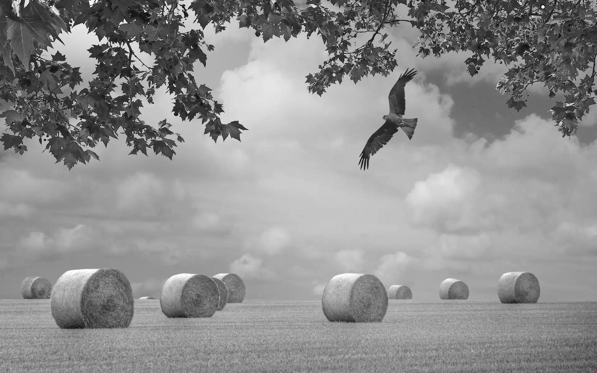 Sheaves, falcon, Field, corn, autumn