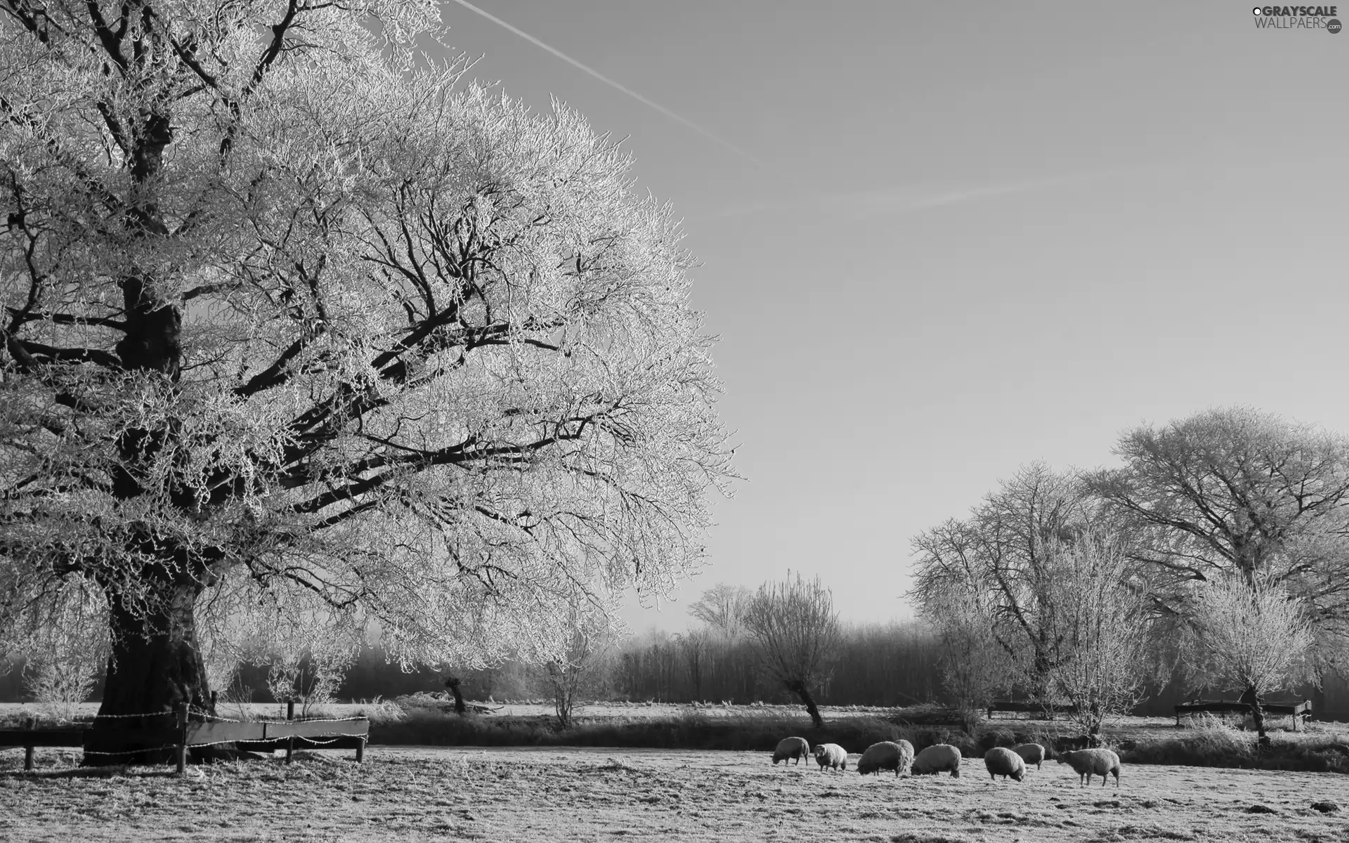 Sheep, winter, trees, viewes, River